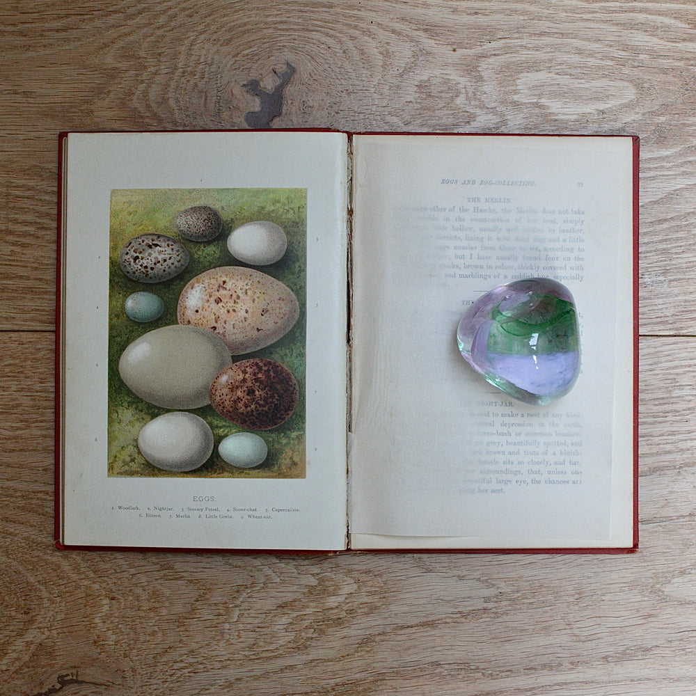 
                  
                    birds nests, eggs and egg- collecting by r. kearton.
                  
                