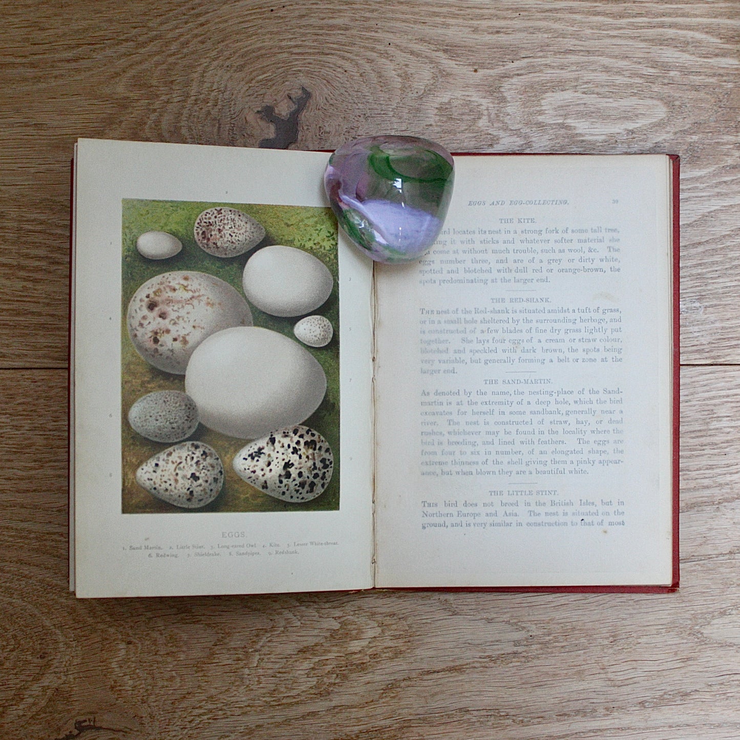 
                  
                    birds nests, eggs and egg- collecting by r. kearton.
                  
                