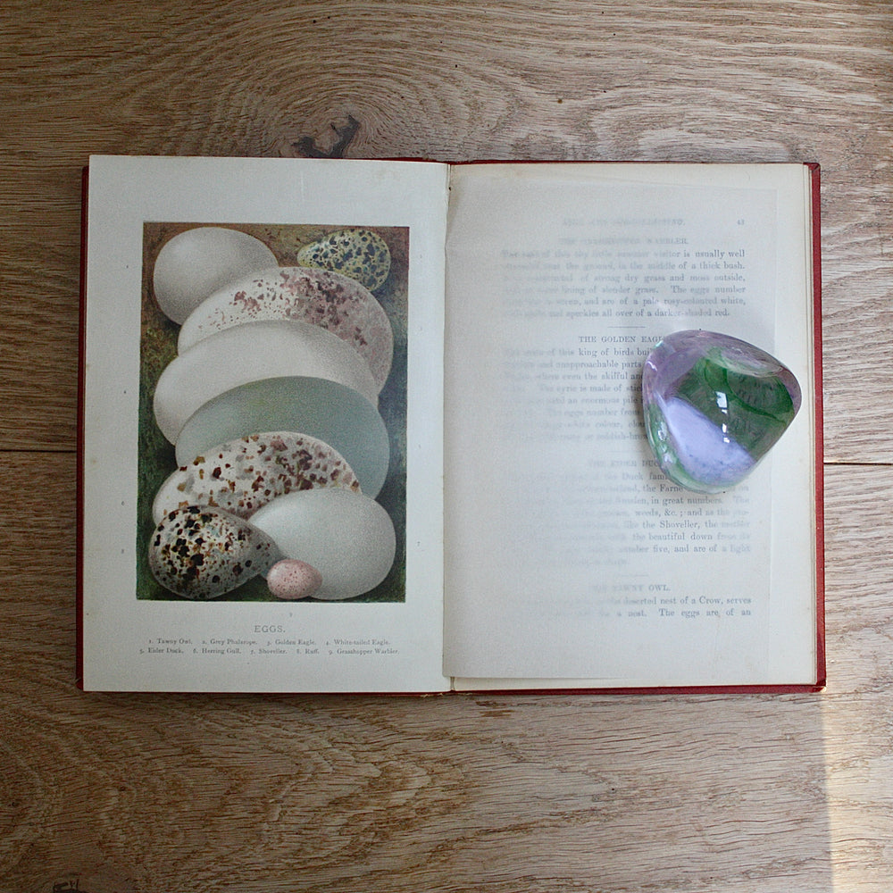 
                  
                    birds nests, eggs and egg- collecting by r. kearton.
                  
                