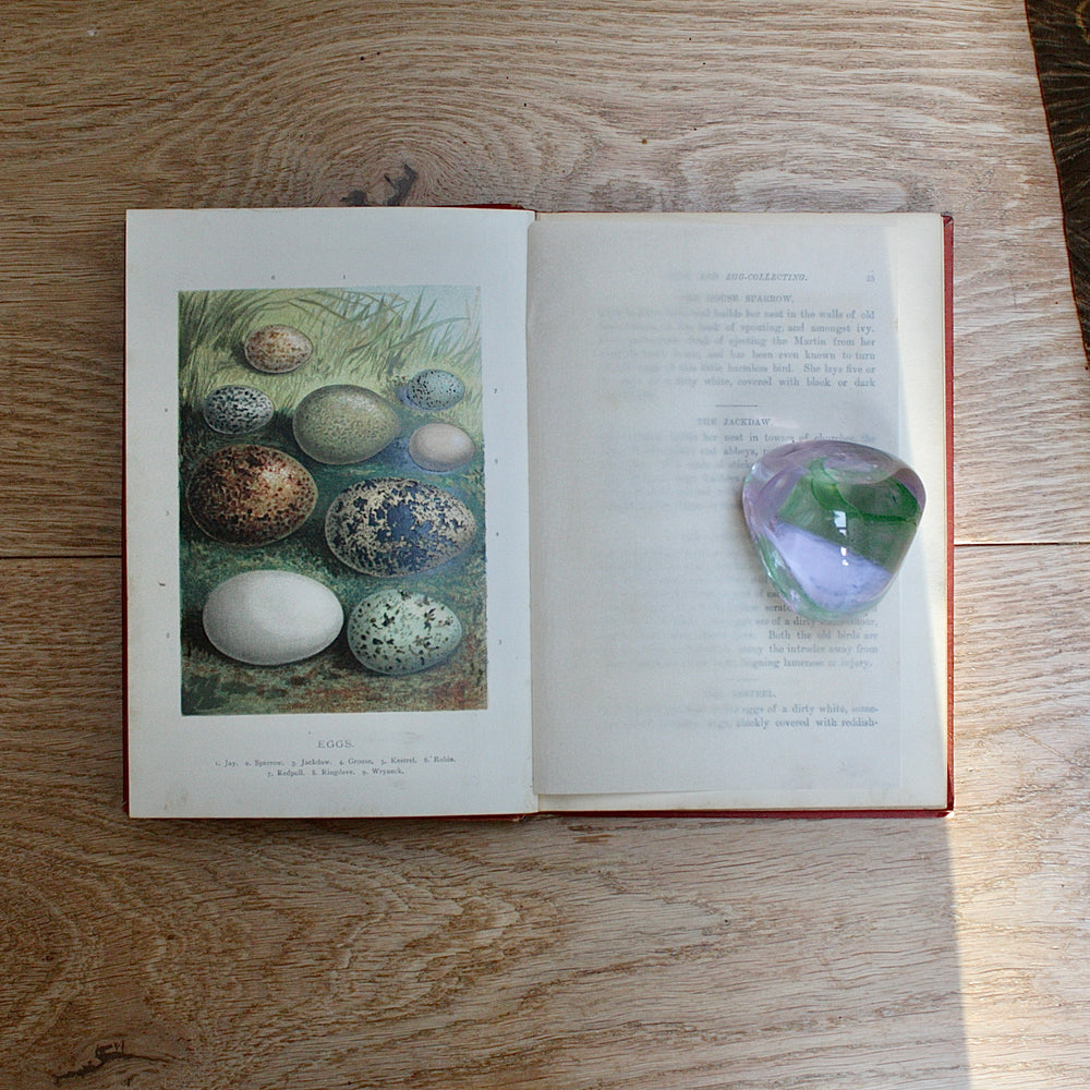 
                  
                    birds nests, eggs and egg- collecting by r. kearton.
                  
                