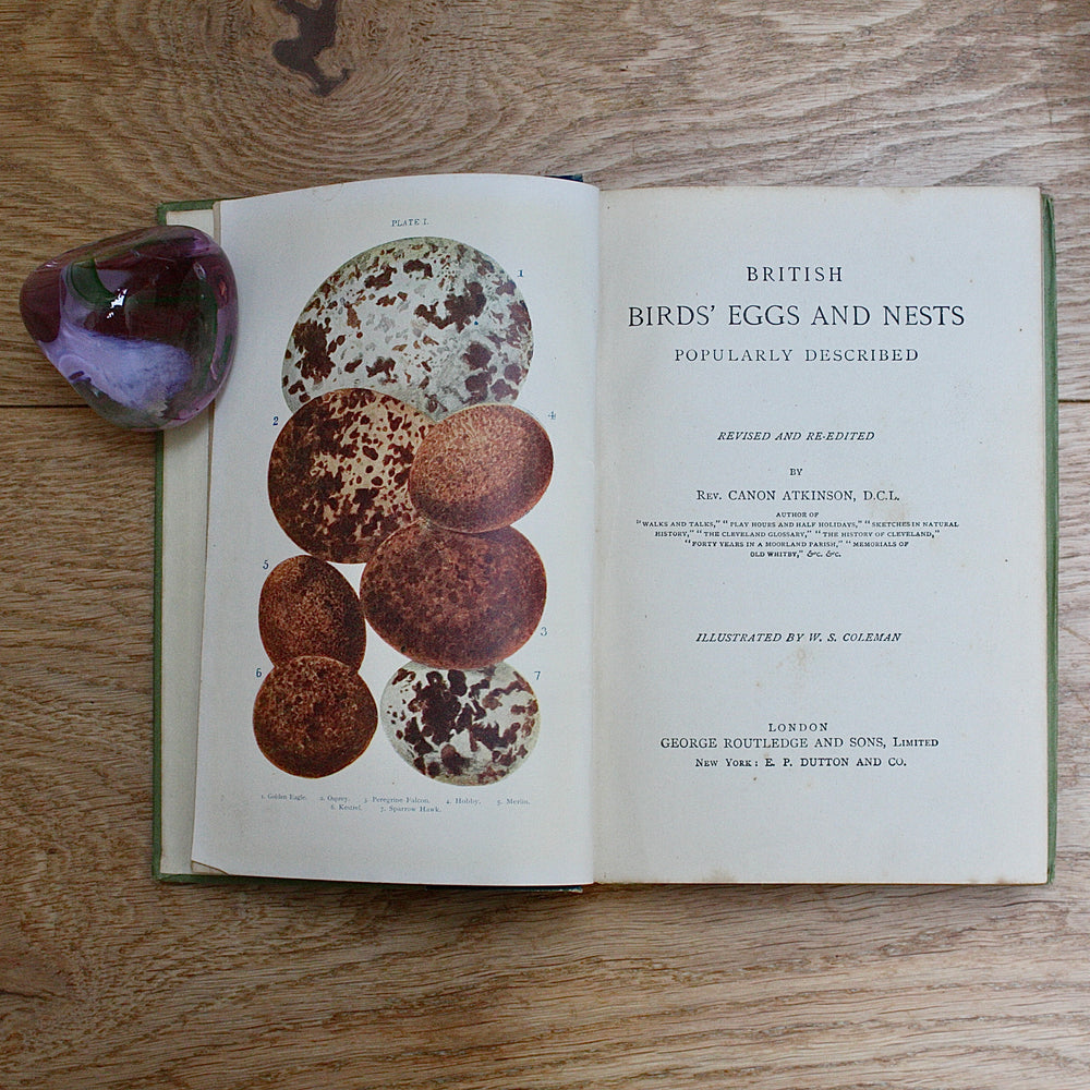 
                  
                    british birds eggs and nests , new & revised edition by Revd. j.c.atkinson.
                  
                