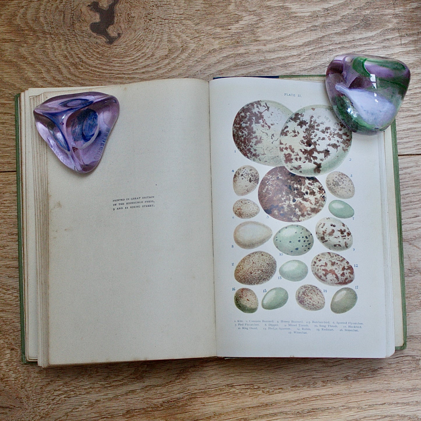 
                  
                    british birds eggs and nests , new & revised edition by Revd. j.c.atkinson.
                  
                