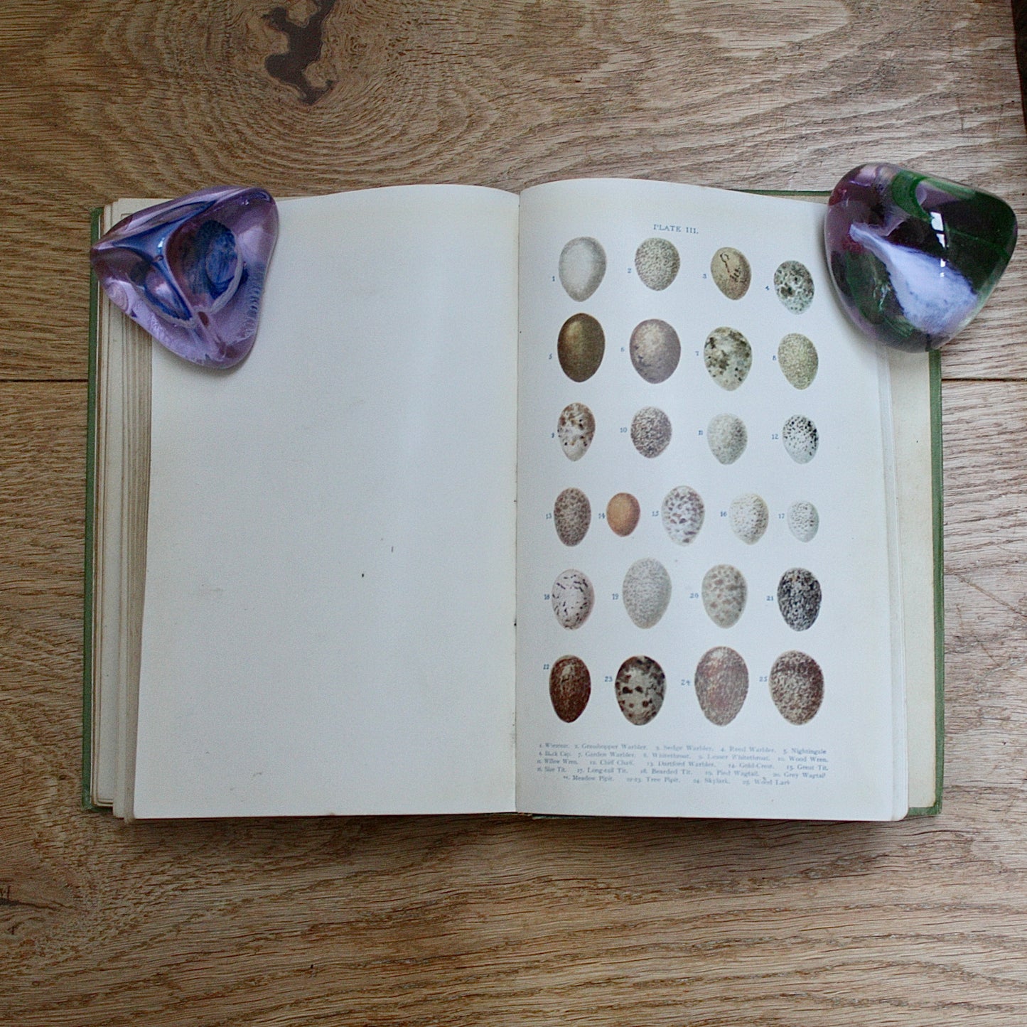 
                  
                    british birds eggs and nests , new & revised edition by Revd. j.c.atkinson.
                  
                