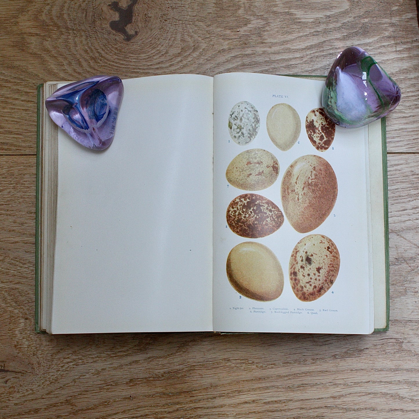 
                  
                    british birds eggs and nests , new & revised edition by Revd. j.c.atkinson.
                  
                