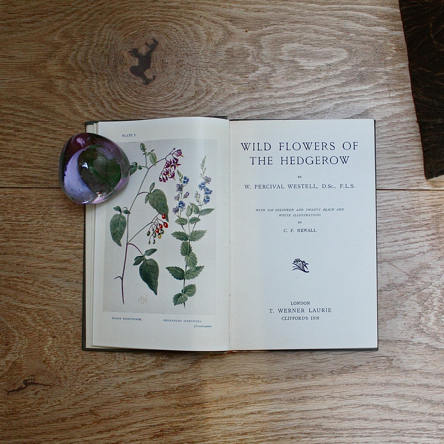 
                  
                    the hedgerow "wild flowers in their homes" by w.percival westell,d.s.c' f.l.s.
                  
                