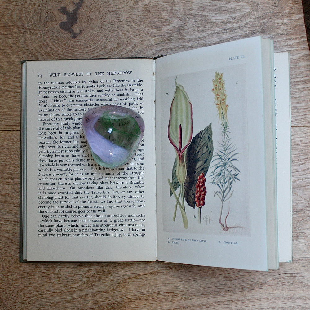 
                  
                    the hedgerow "wild flowers in their homes" by w.percival westell,d.s.c' f.l.s.
                  
                