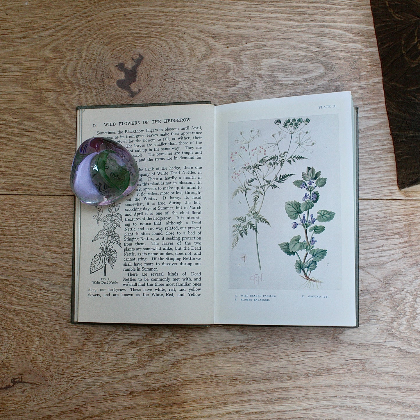 
                  
                    the hedgerow "wild flowers in their homes" by w.percival westell,d.s.c' f.l.s.
                  
                