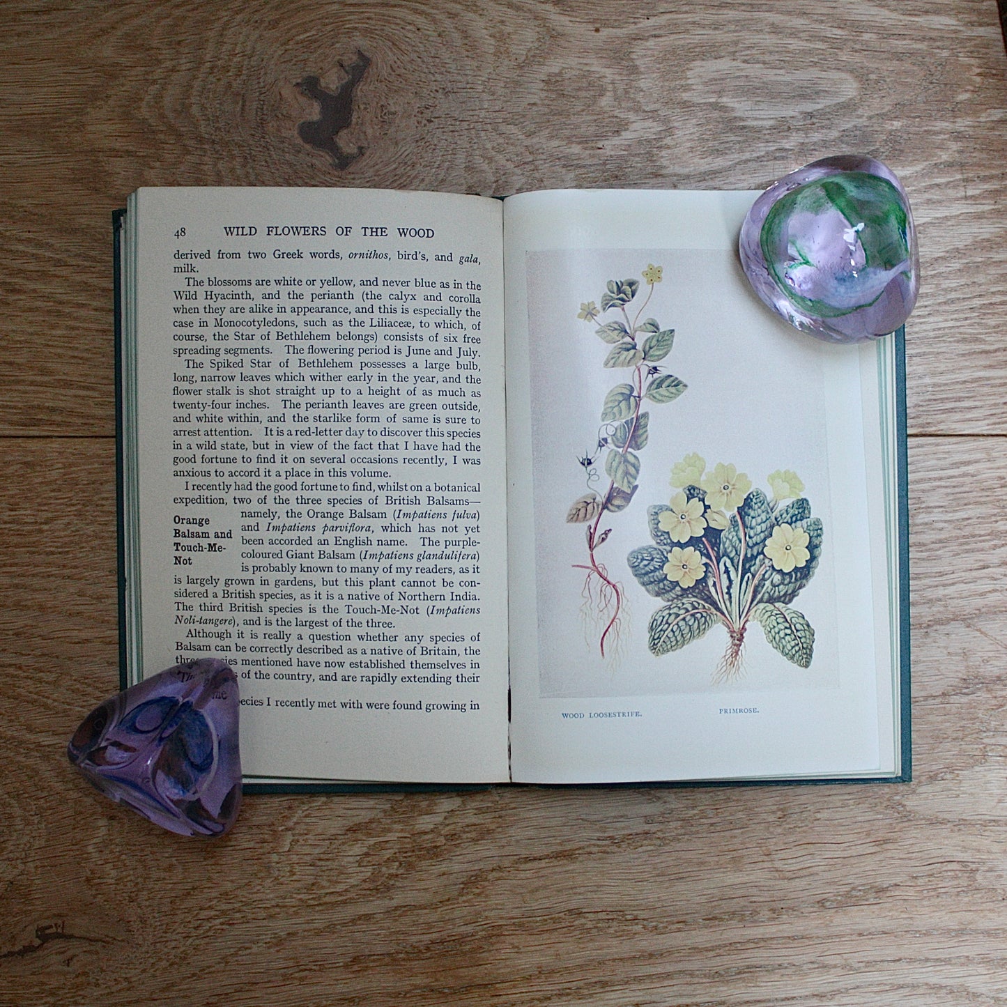 
                  
                    the wood "wild flowers in their homes" by w.percival westell,d.s.c' f.l.s.
                  
                