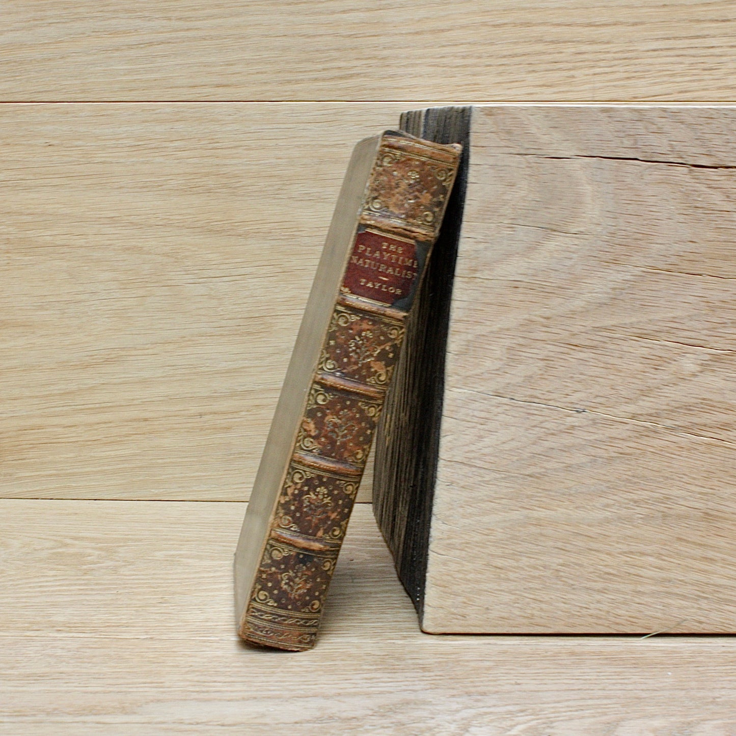 
                  
                    the playtime naturalist by dr.j.e. Taylor, f.l.s. 1889.
                  
                