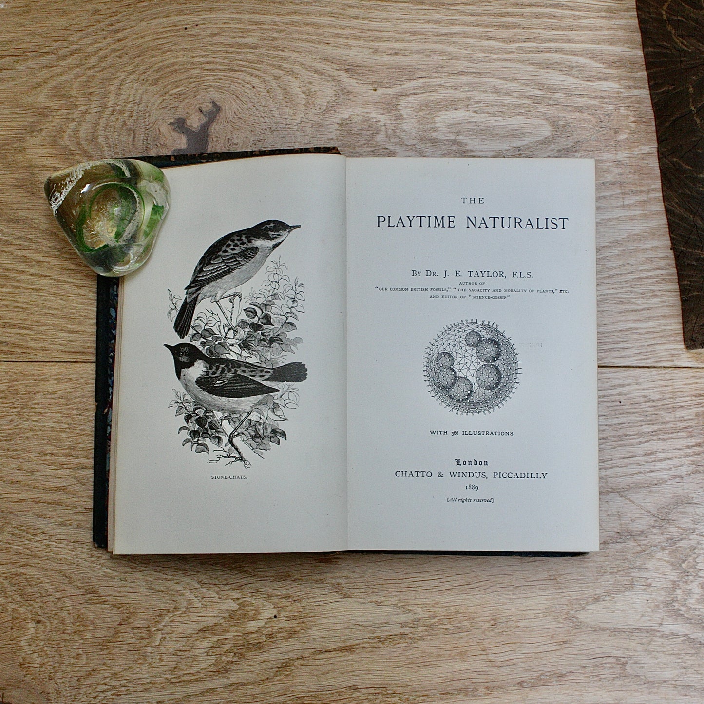 
                  
                    the playtime naturalist by dr.j.e. Taylor, f.l.s. 1889.
                  
                