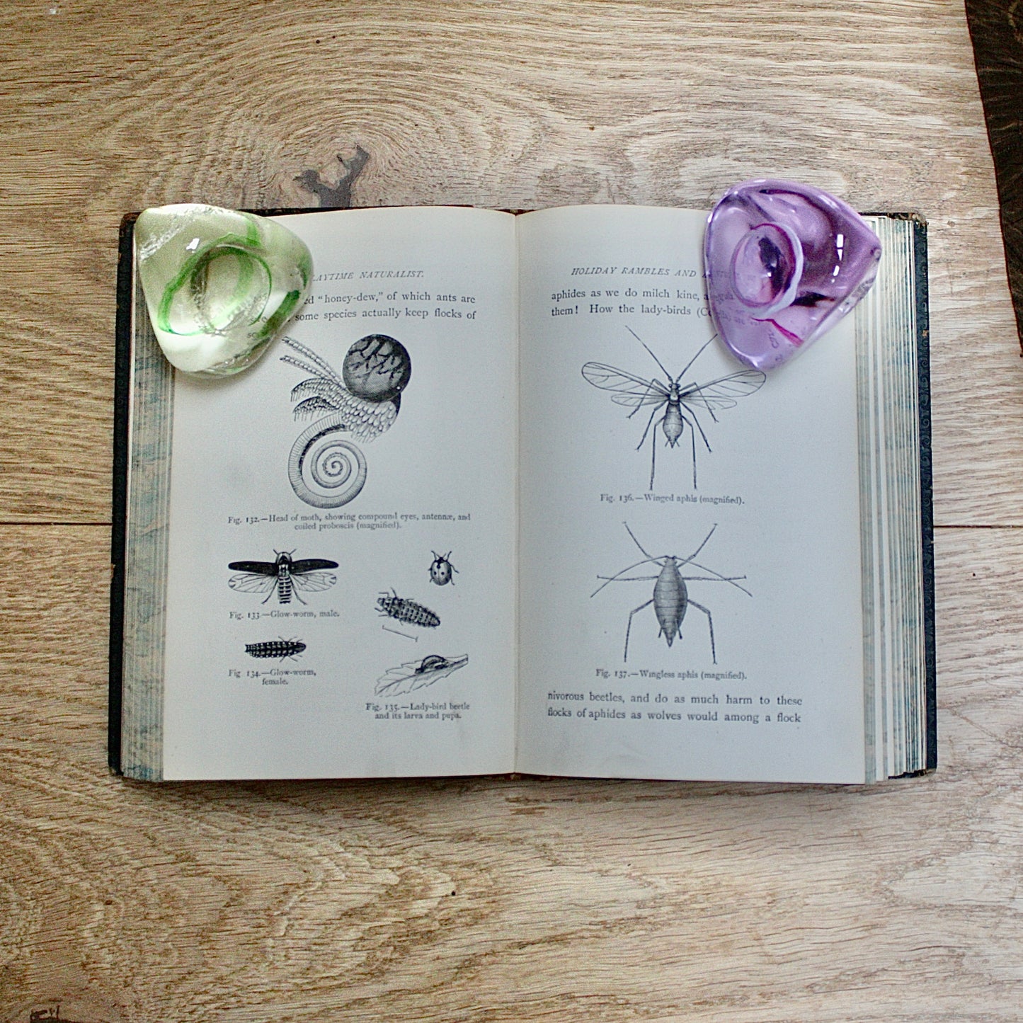 
                  
                    the playtime naturalist by dr.j.e. Taylor, f.l.s. 1889.
                  
                