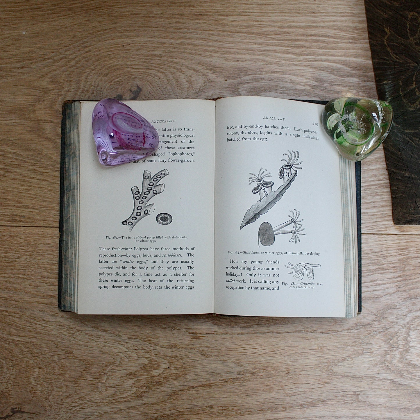 
                  
                    the playtime naturalist by dr.j.e. Taylor, f.l.s. 1889.
                  
                