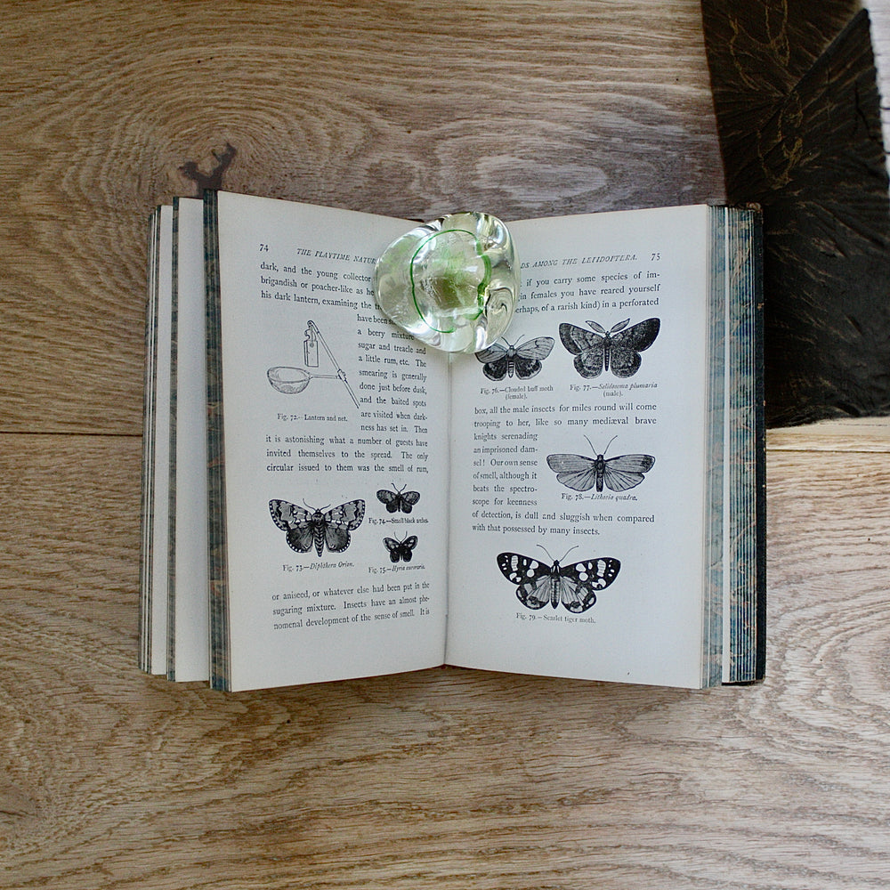 
                  
                    the playtime naturalist by dr.j.e. Taylor, f.l.s. 1889.
                  
                