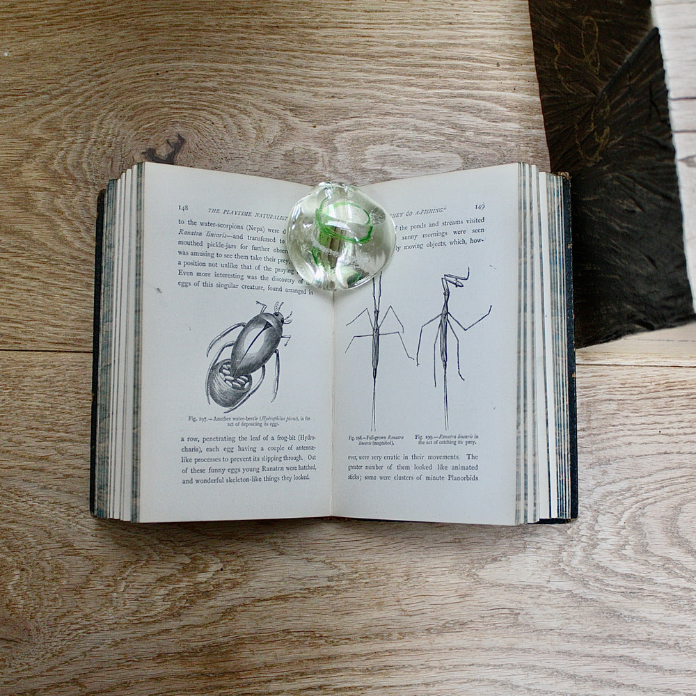 
                  
                    the playtime naturalist by dr.j.e. Taylor, f.l.s. 1889.
                  
                