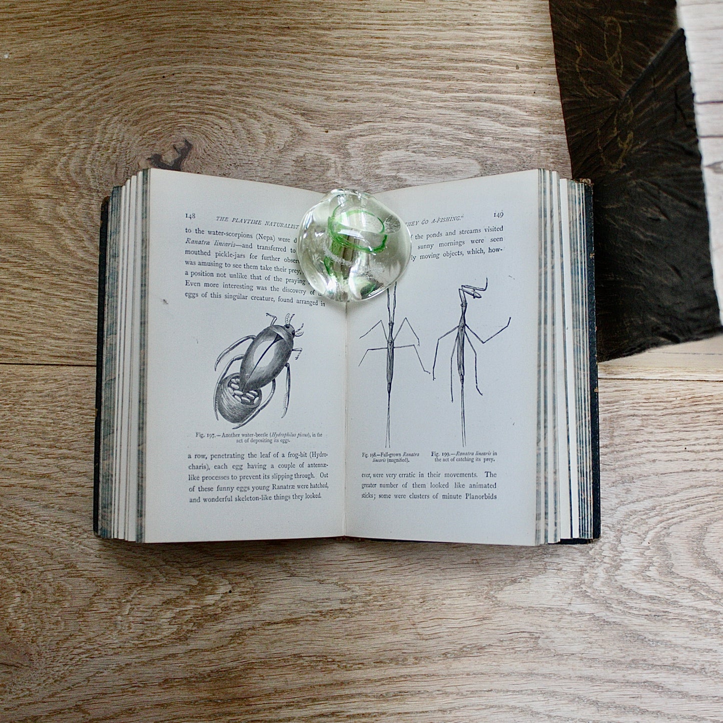 
                  
                    the playtime naturalist by dr.j.e. Taylor, f.l.s. 1889.
                  
                