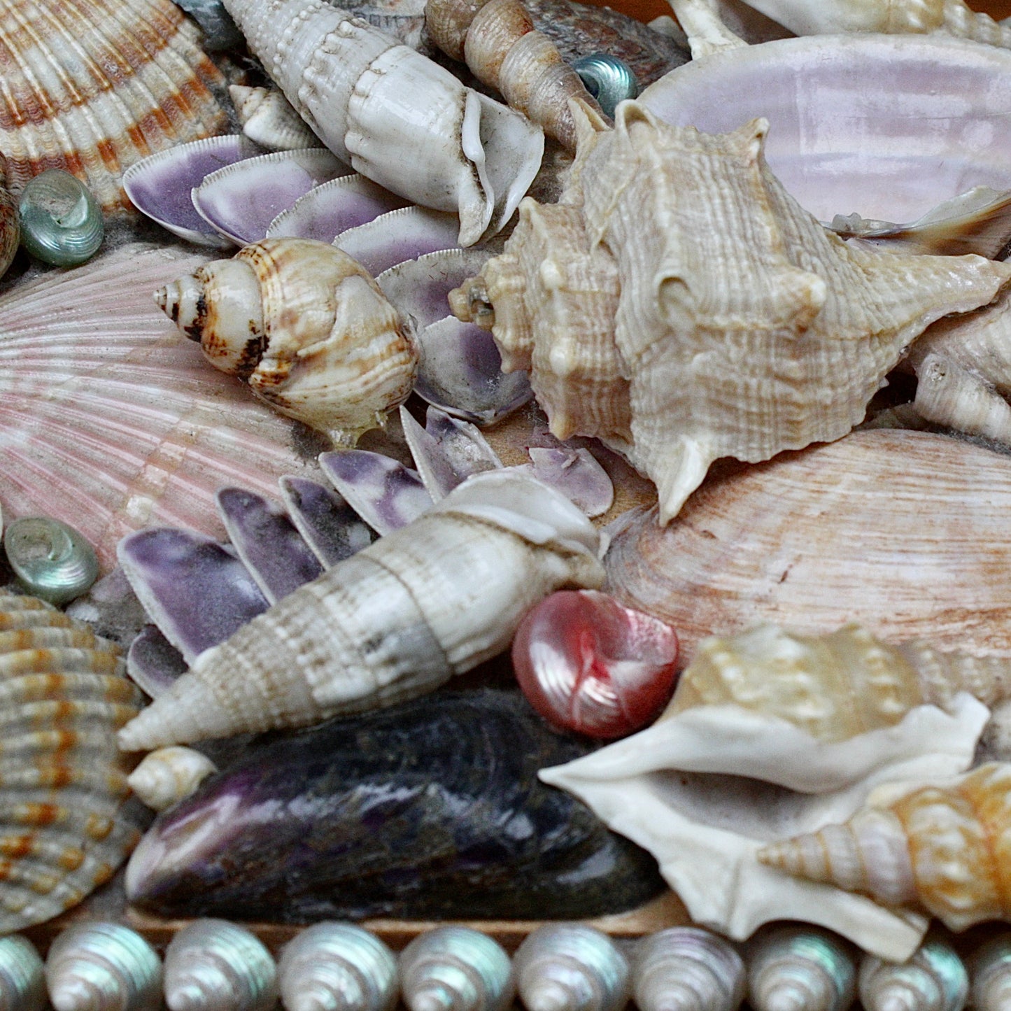 
                  
                    a sweetheart shell box.
                  
                